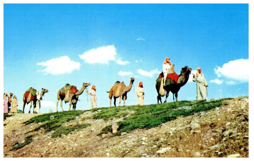 Camel caravan used - camel,