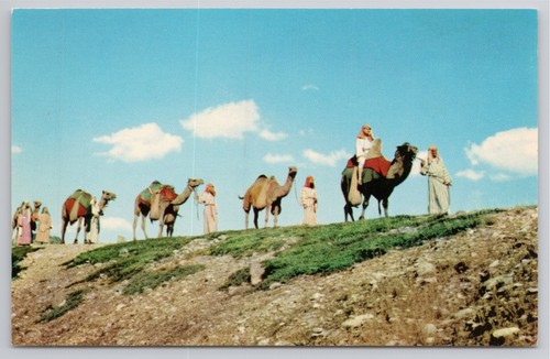 Postcard camel caravan - postcard,