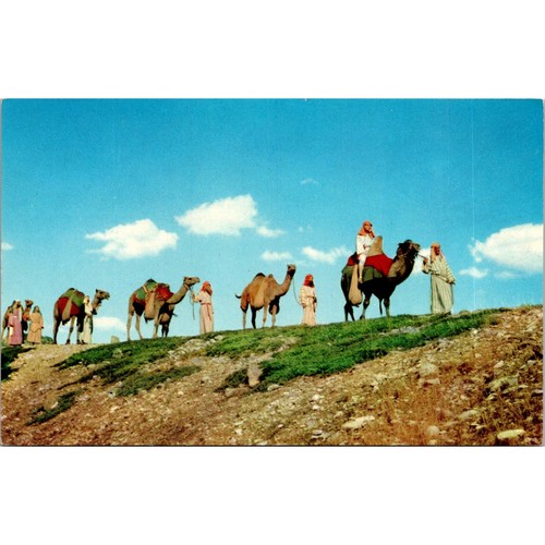 Camel caravan black - in, hills